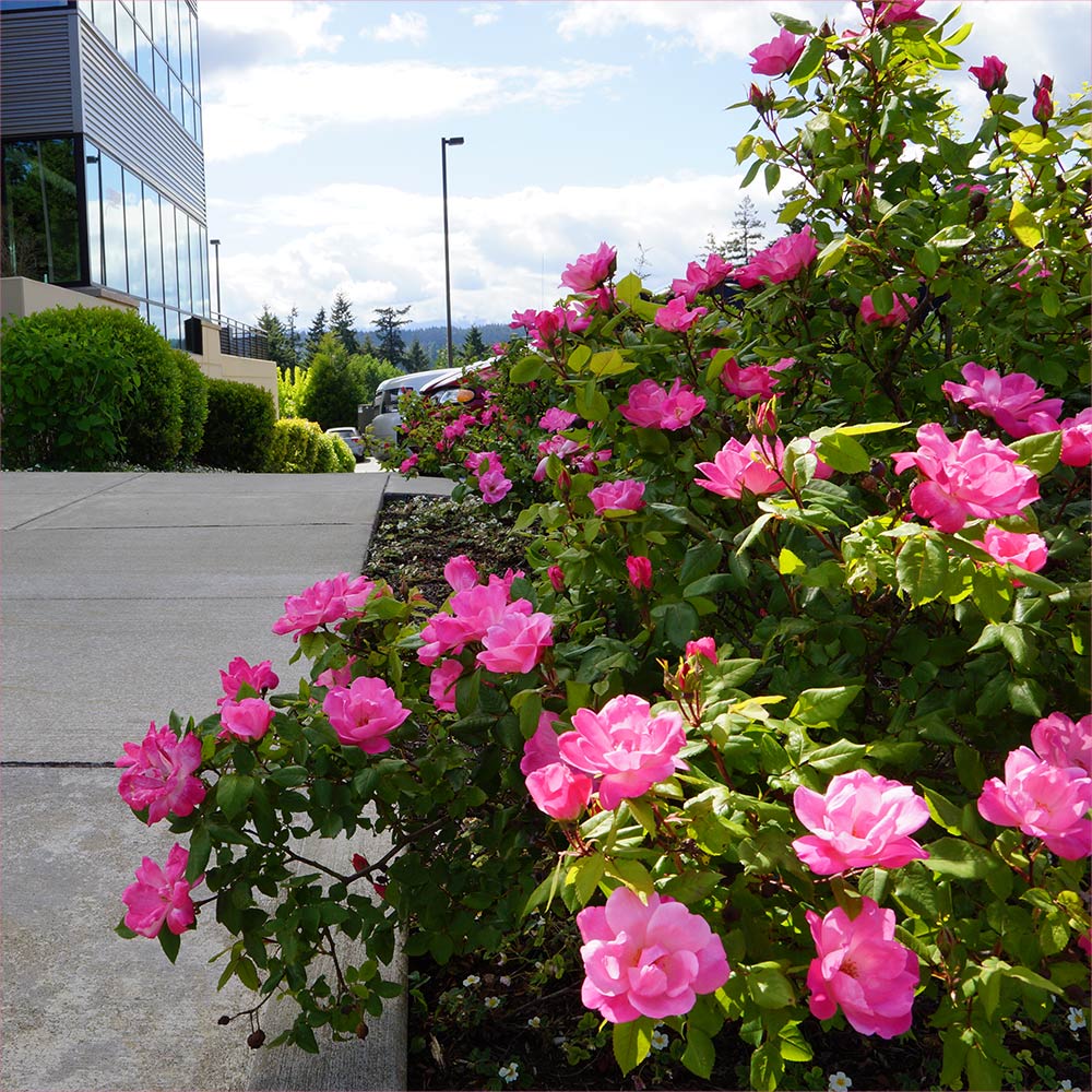 Athletic Facility Grounds Installation